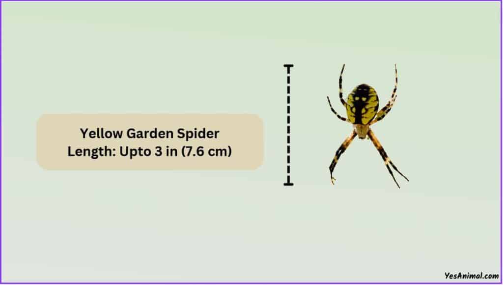 Yellow Garden Spider Size