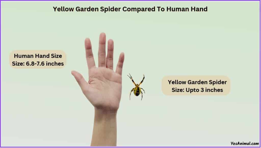 Yellow Garden Spider Size compared with human hand