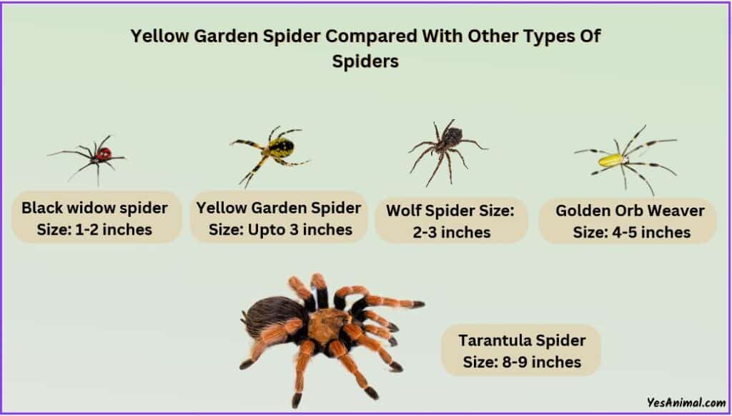 Yellow Garden Spider Size compared with other spiders