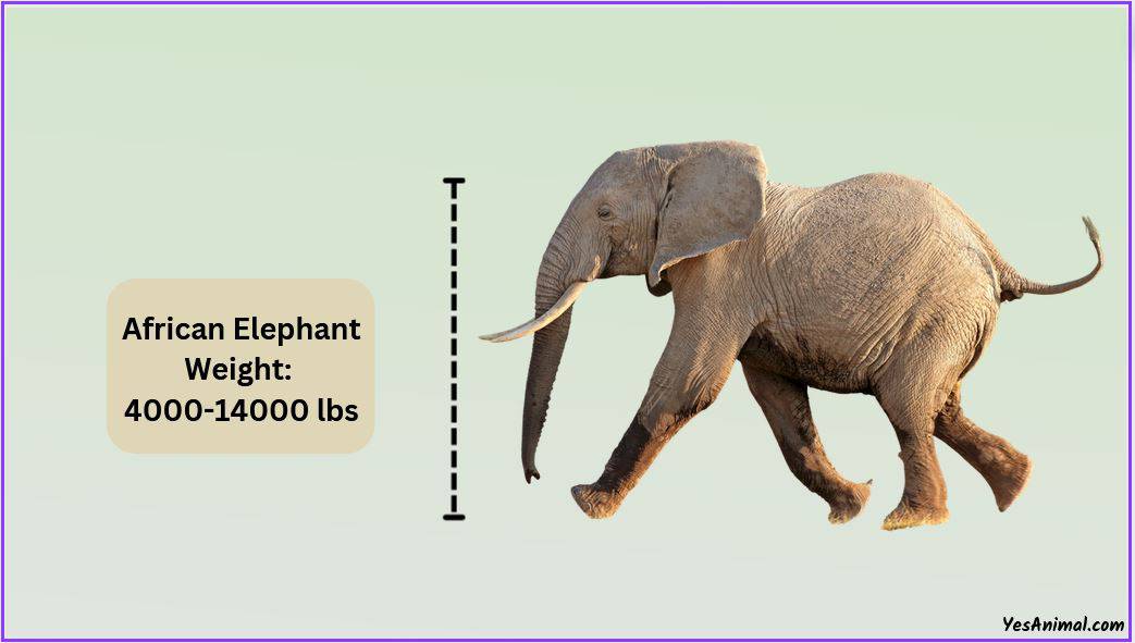 African Elephant Weight 