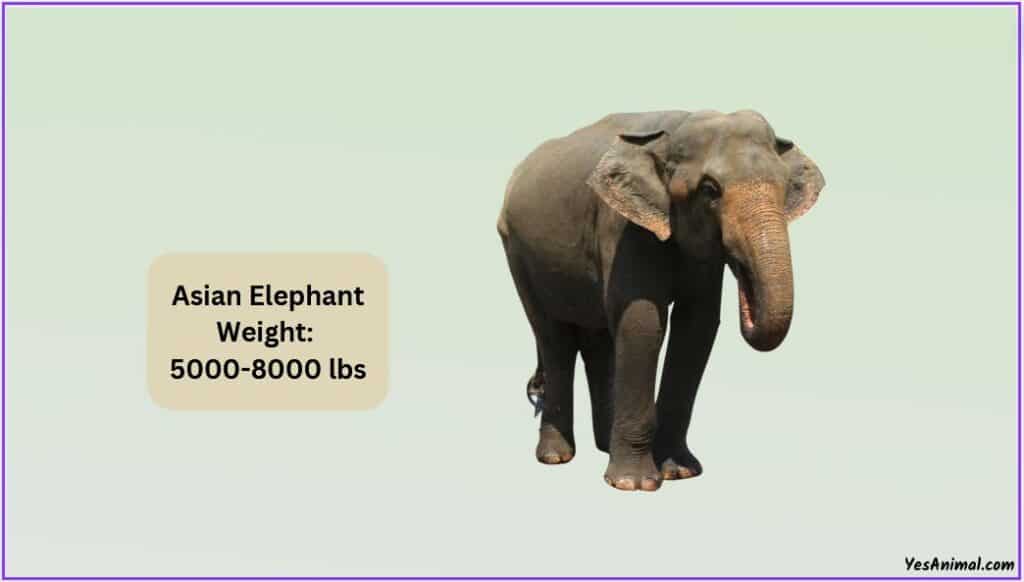 Asian Elephant weight