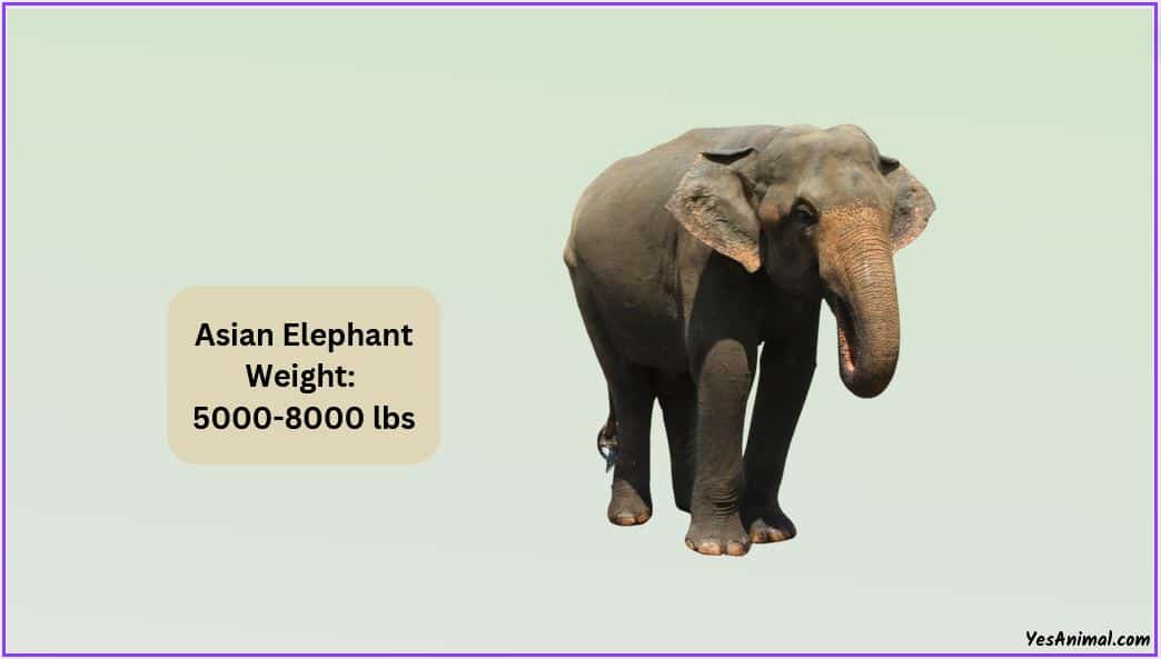 How Much Does An Elephant Weigh? With Comparison