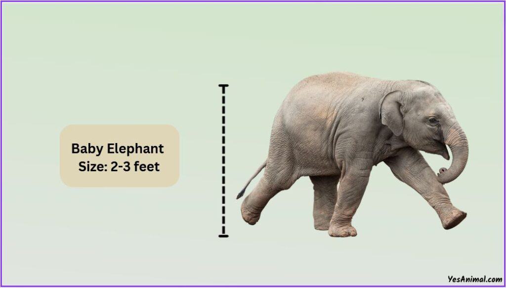 baby elephant size