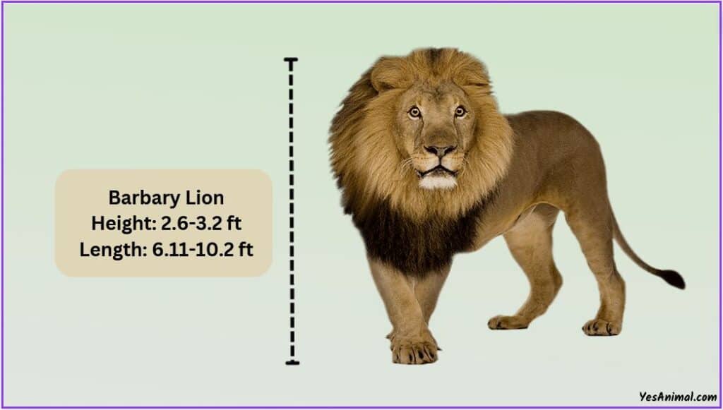 Barbary Lion Size