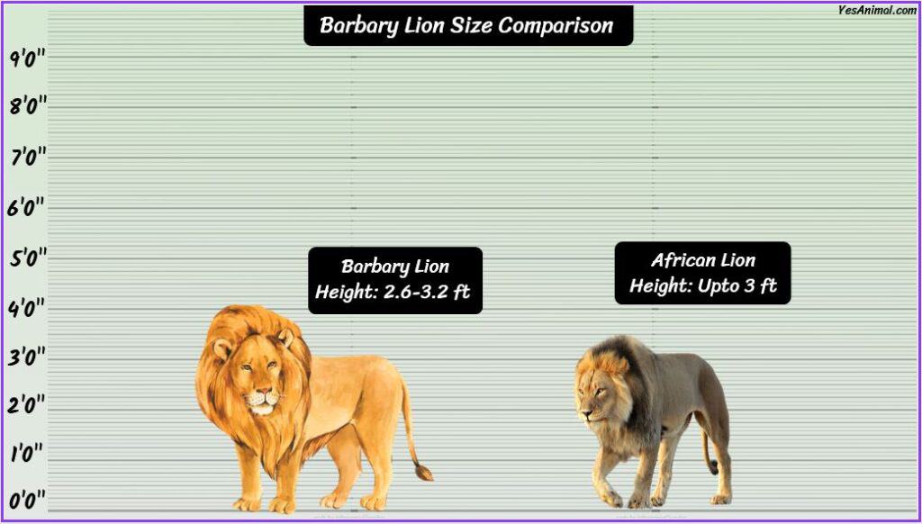 Barbary Lion Size Compared with African Lion