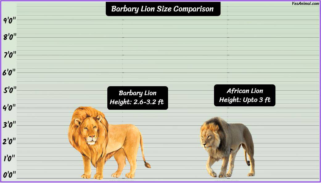 Barbary Lion Size: How Big Were They Compared To Others?