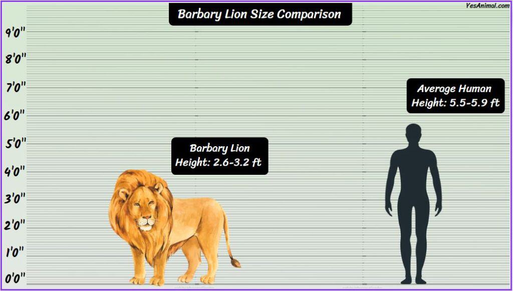 Barbary Lion Size Compared with Human