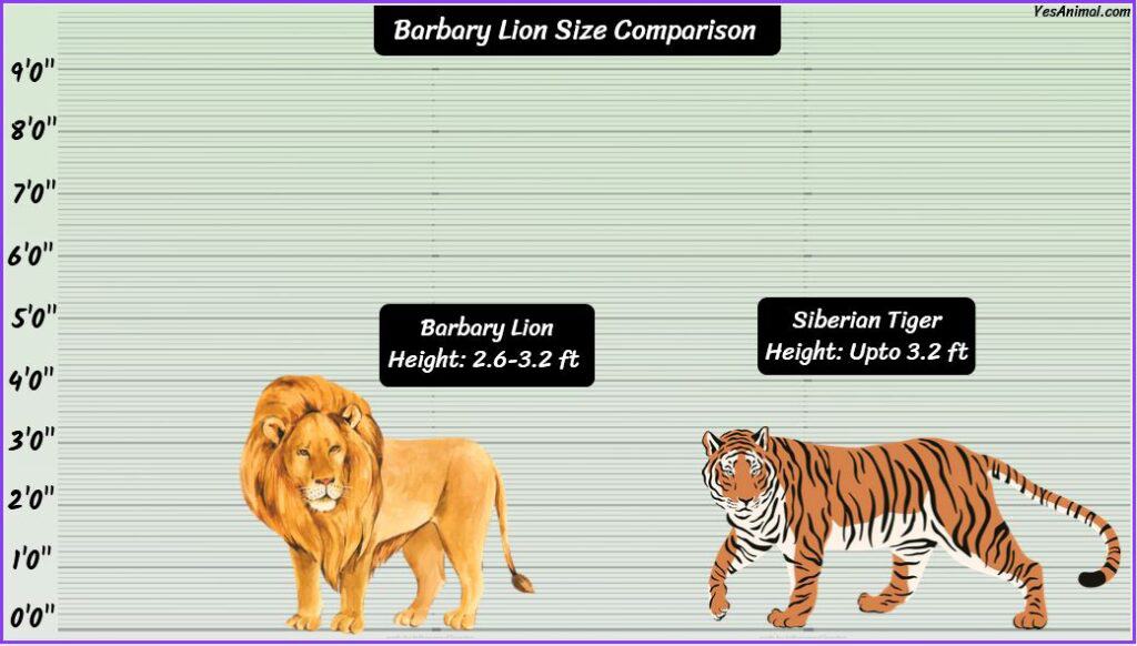 Bengal Tiger/ African Lion Size Comparison, as it says