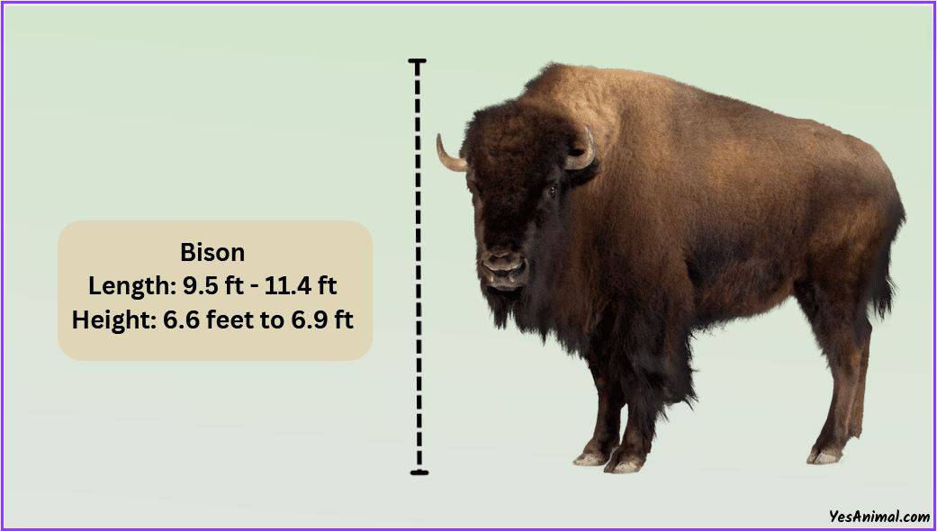 Bison Size Explained: How Big Are They Compared To Others?