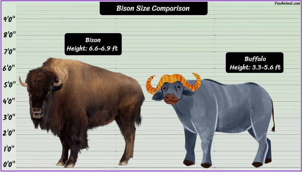 Bison Size compared to buffalo
