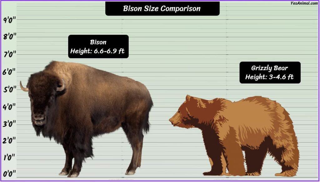 Bison Size compared to grizzly bear