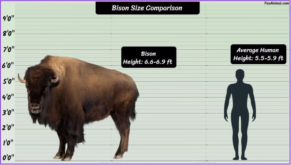 Bison Size compared to human