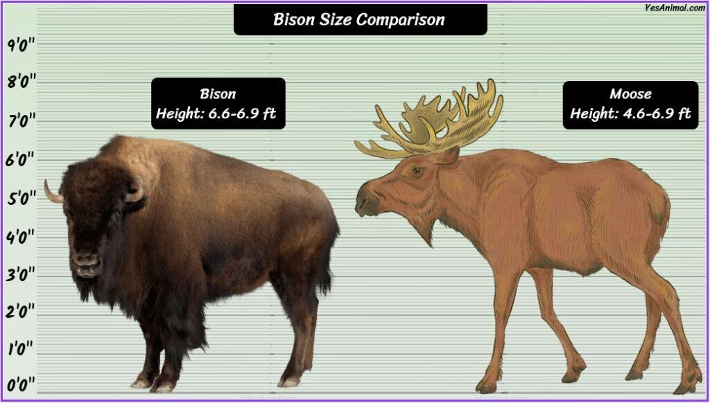 Bison Size compared to moose