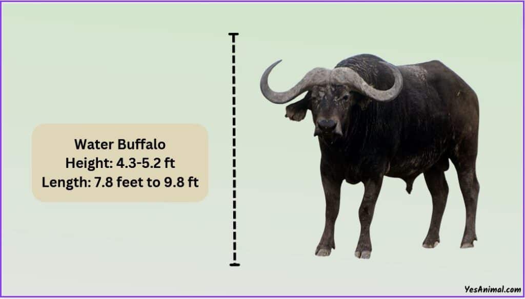 Buffalo Size
