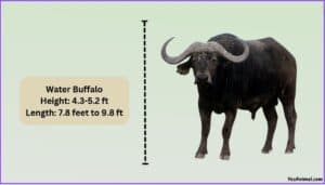 Buffalo Size Explained & Compared With Others