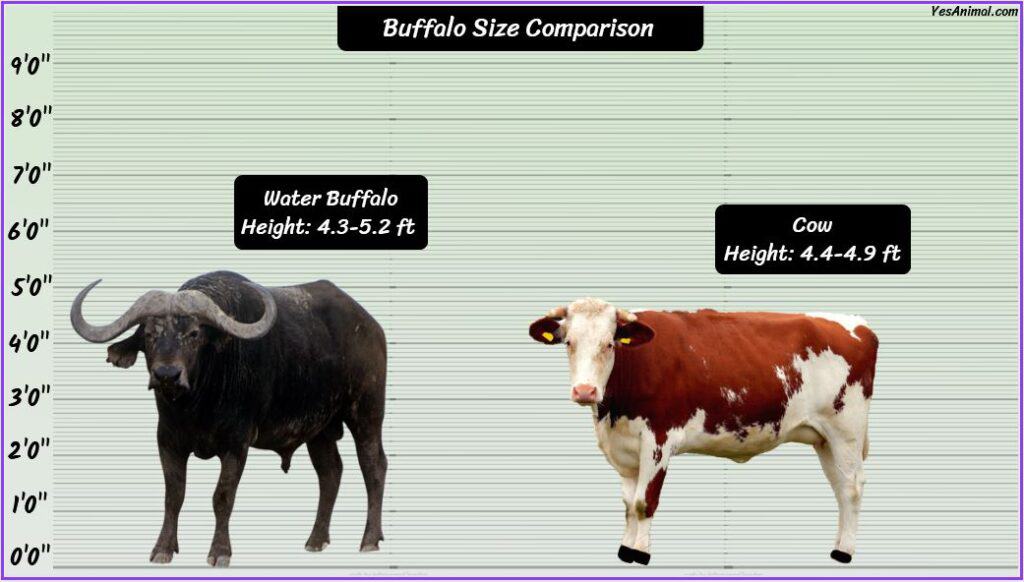 Buffalo Size compared with cow