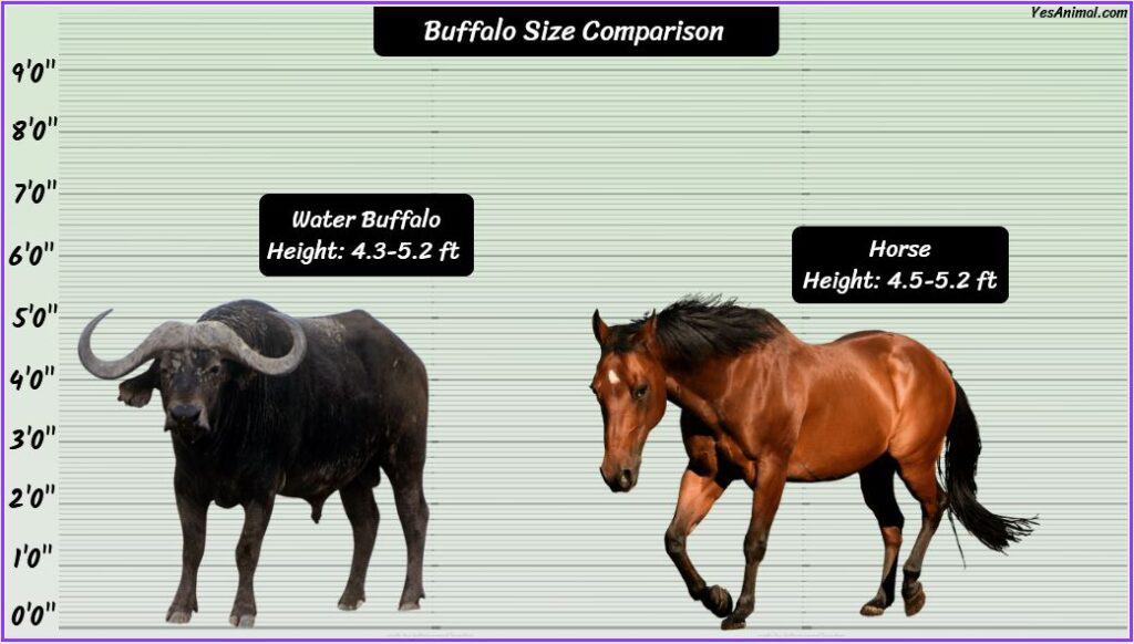 Buffalo Size compared with horse