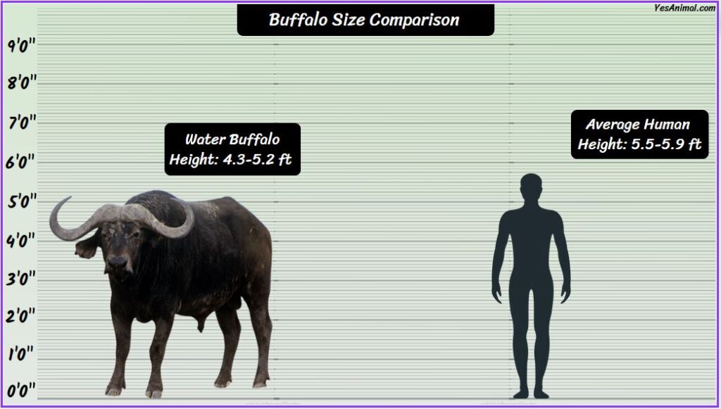 Buffalo Size compared with human