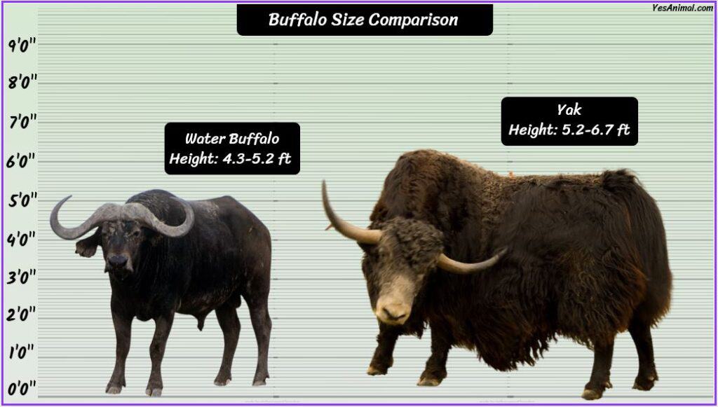 Buffalo Size compared with yak