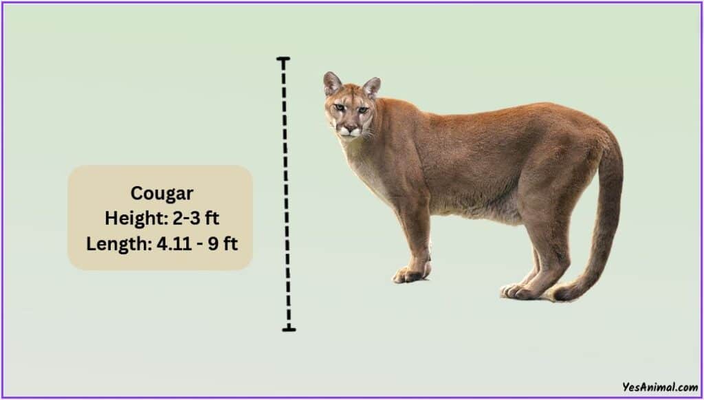 Mountain Lion/Cougar Size