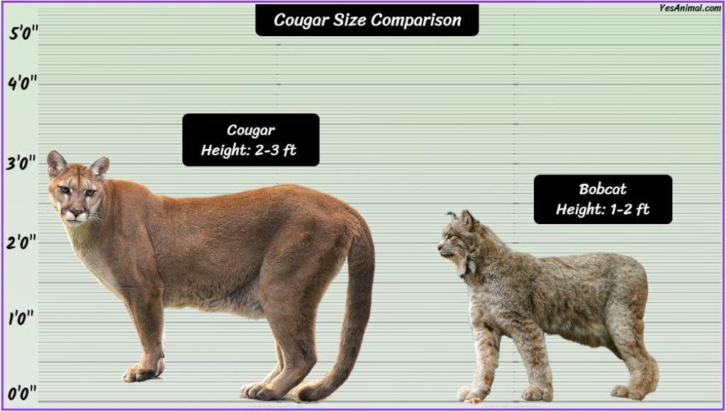 Mountain Lion/Cougar Size compared with bobcat