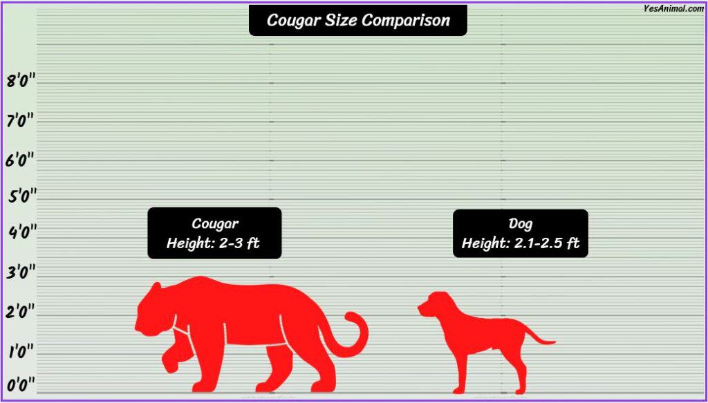 Mountain Lion/Cougar Size compared with dog