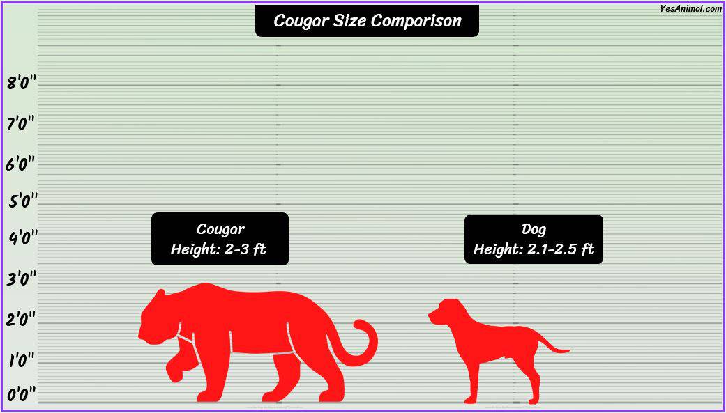 Mountain Lion/Cougar Size: How Big Are They Comparison?