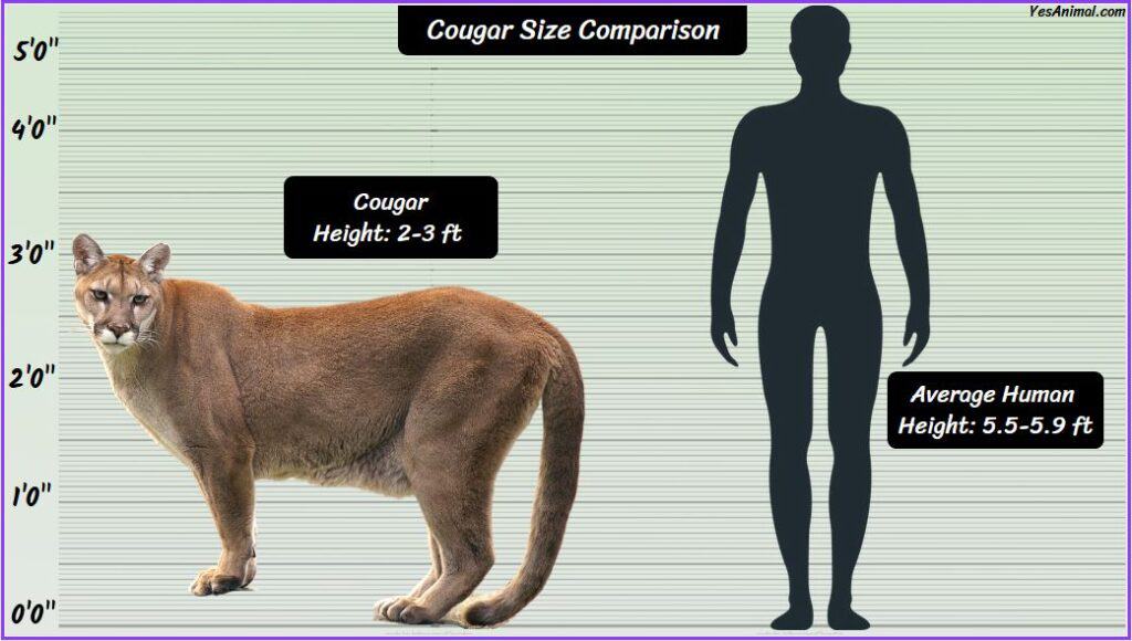 Mountain Lion/Cougar Size Compared to human