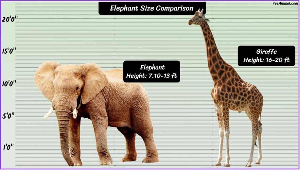 Elephant Height compared with giraffe