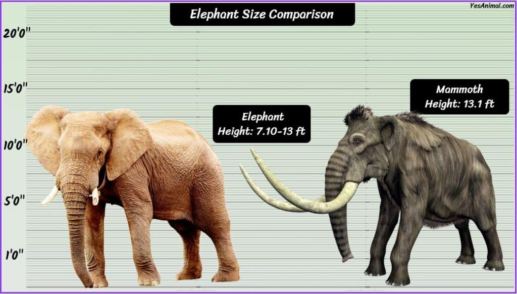 Elephant Size Compared To Mammoth