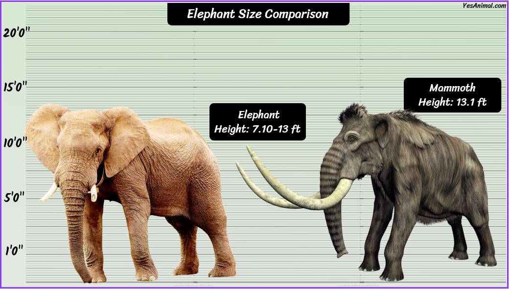 Elephant Size: How Big Are They Compared To Others?