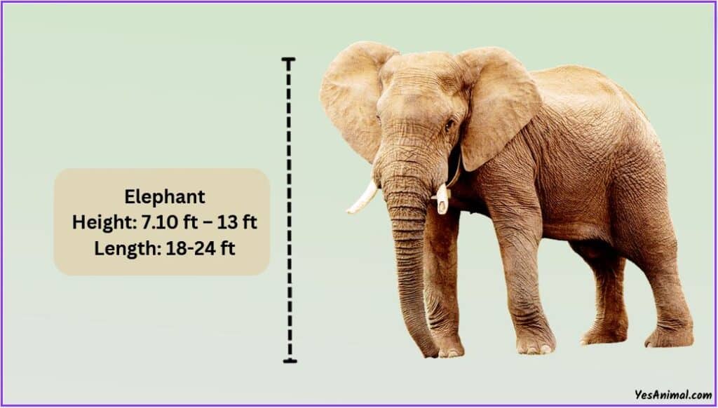 Elephant Size
