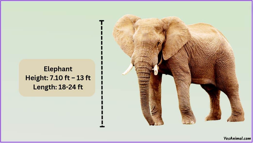 Elephant Size: How Big Are They Compared To Others?