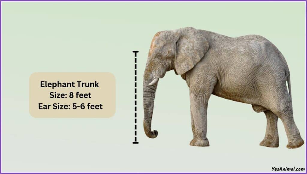 Elephant Size ear and trunk