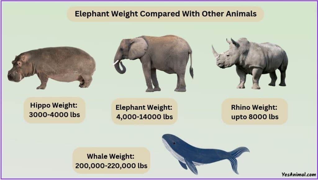 Elephant weight compared with hippo, rhino, and whale