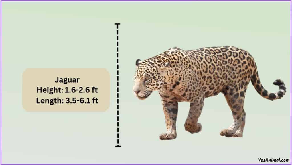 Jaguar Size