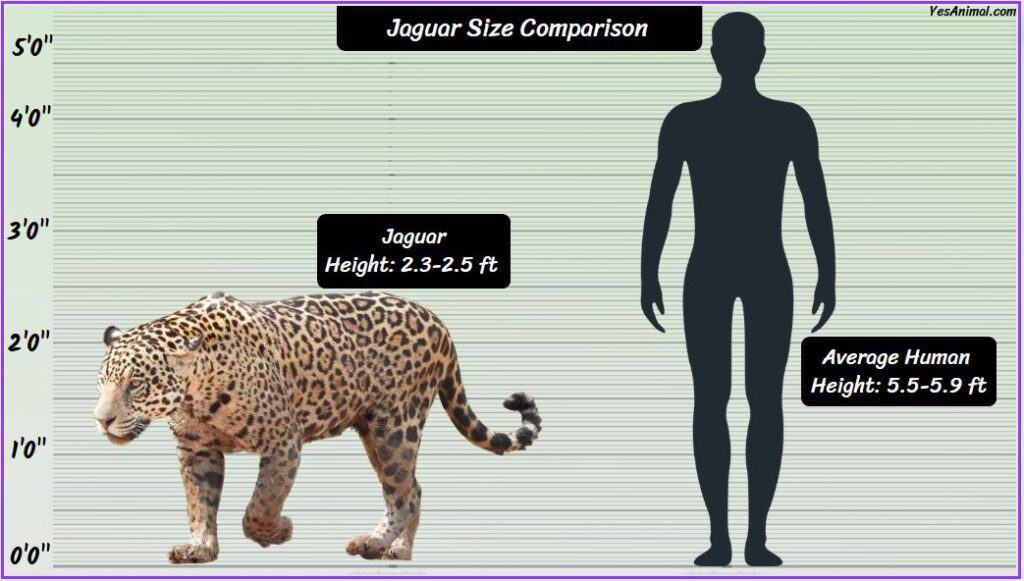 Jaguar Size compared to human