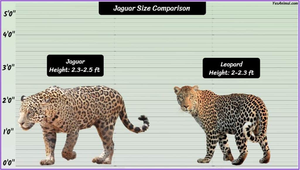 Jaguar Size compared to leopard