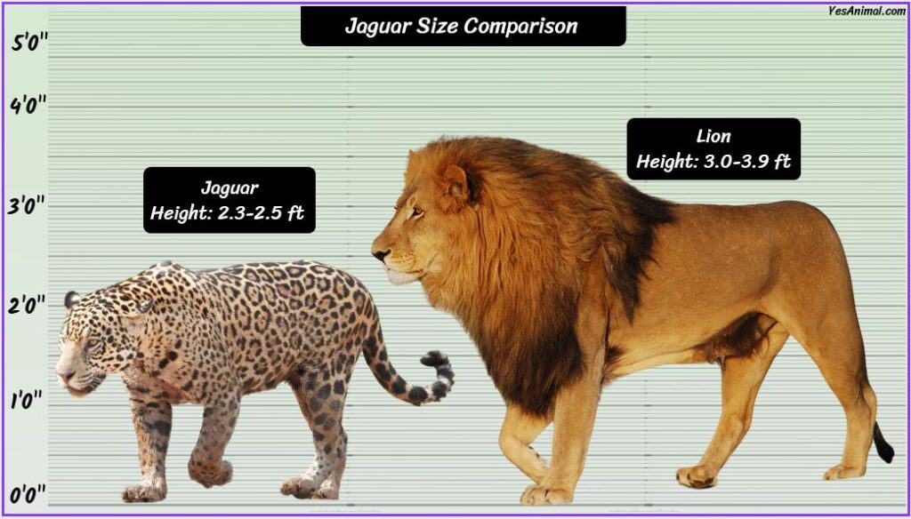 Jaguar Size compared to lion