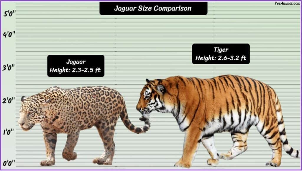 Jaguar Size compared to tiger