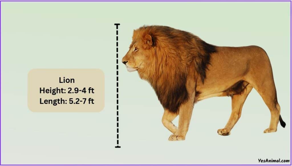 Lion Size