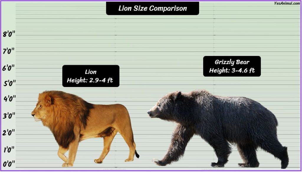 Lion Size compared with Grizzly bear