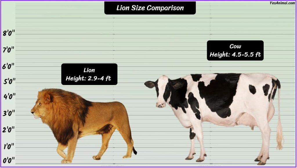 Lion Size compared with cow