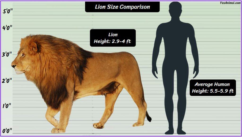 Lion Size compared with human
