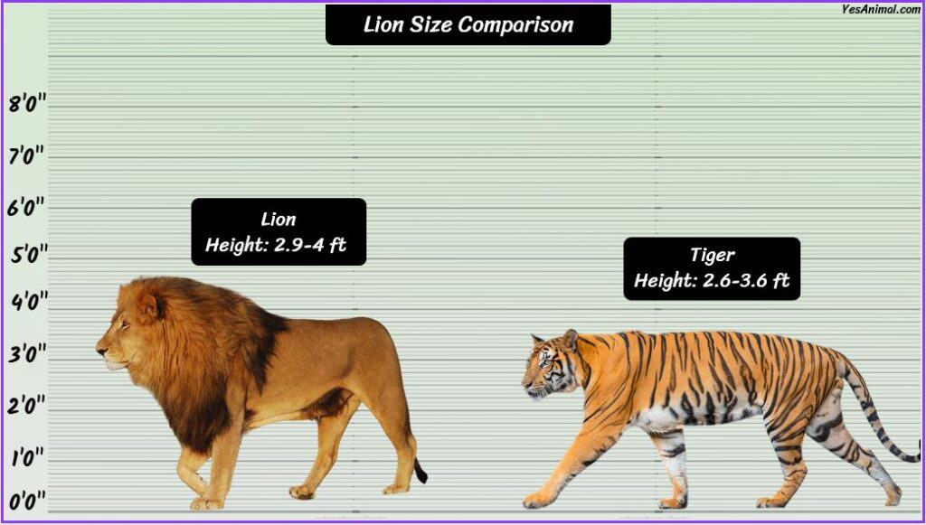 Lion Size compared with tiger