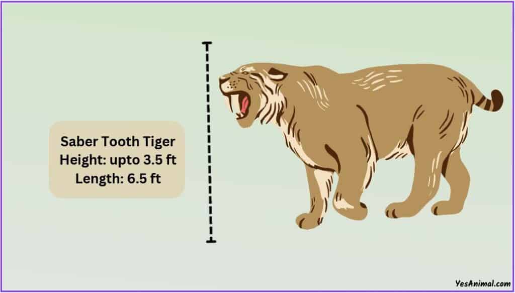 Sabre Tooth Tiger Size