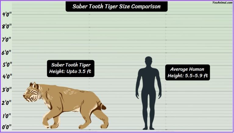 Saber Tooth Tiger Size: How Big Are They Compared To Others?