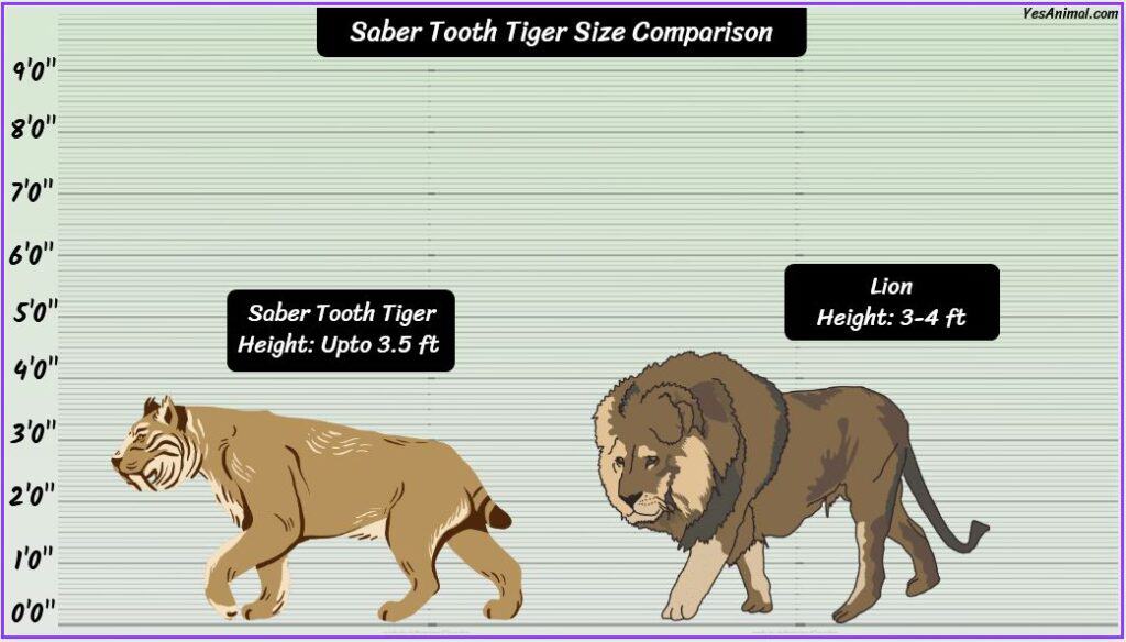 Sabre Tooth Tiger Size compared to lion