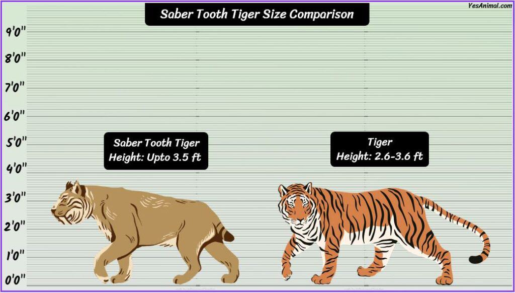 Sabre Tooth Tiger Size compared to tiger