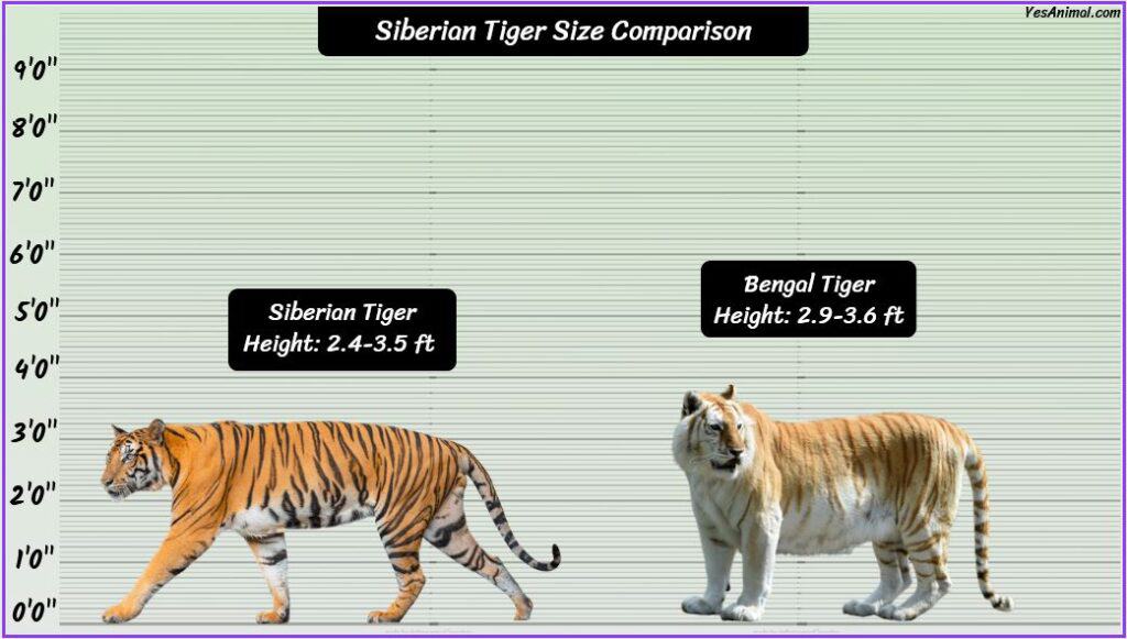 Siberian Tiger Size compared with bengal tiger